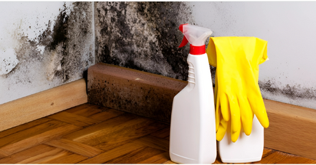 Why Mold Thrives Indoors and How Ventilation Can Keep It Out